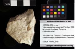 Foto (Objket + Etiketten) von Tuberosagalathea neojurensis (Patrulius, 1959) 